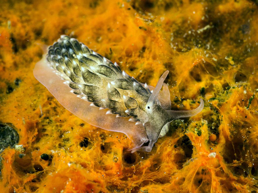 Cerberilla sp. C